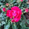 mohsinahmed